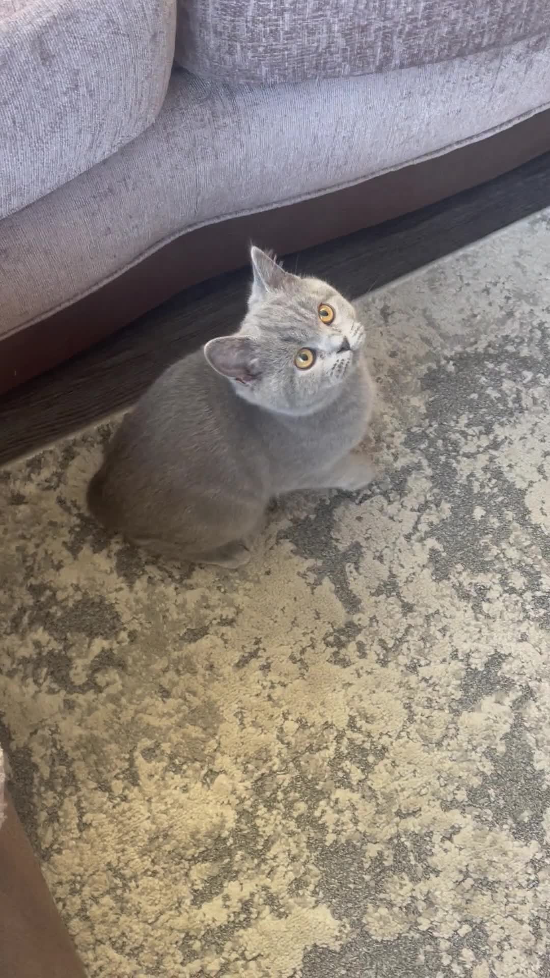 British Shorthair cats for sale: Beautiful British Shorthairs - READY TO GO - Video 1