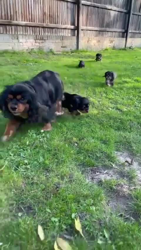 Cavalier King Charles Spaniel dogs for sale: Stunning KC registered Cavalier puppies  - Video 1