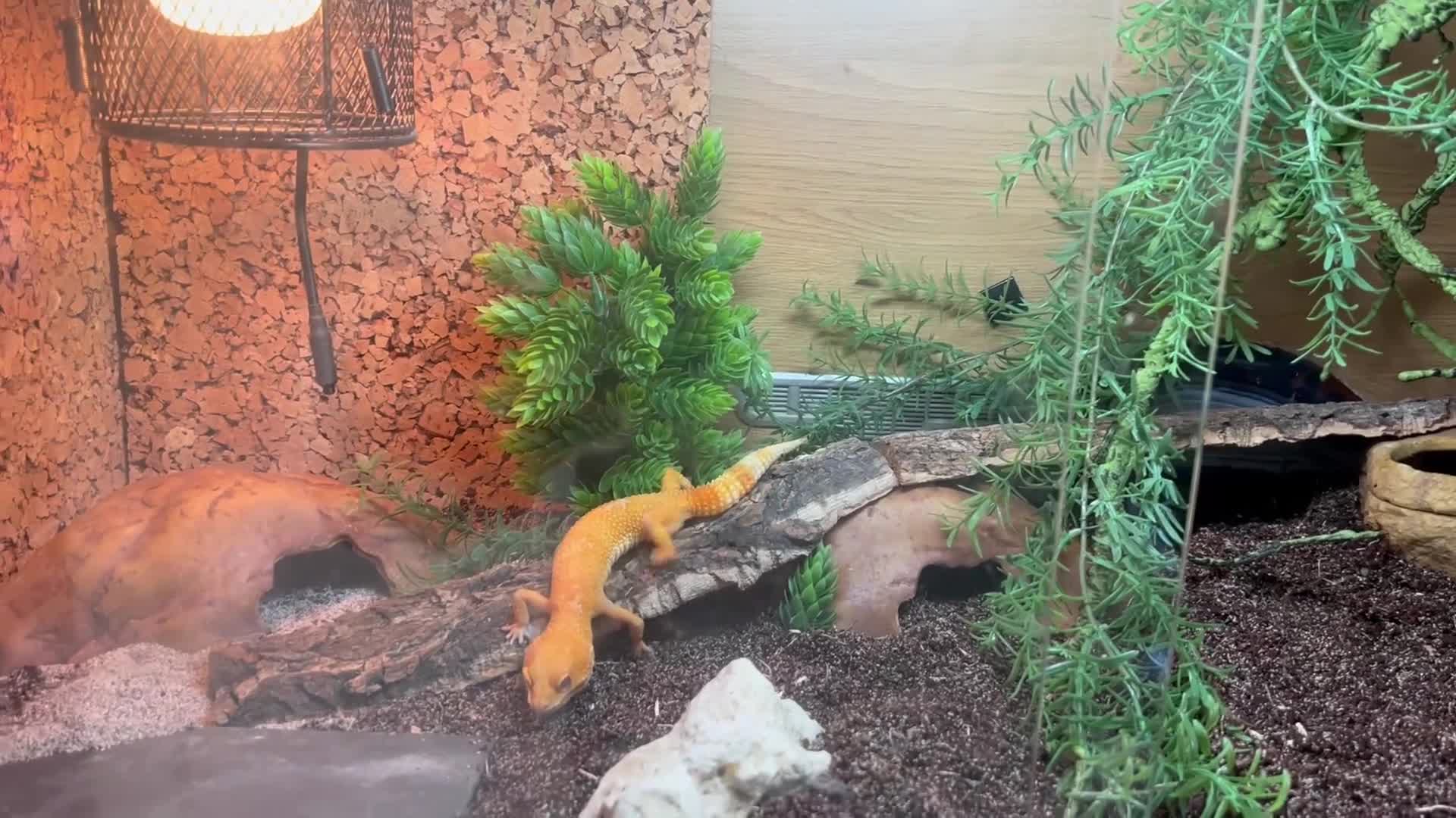 Leopard Gecko reptiles for sale: Rescue GeckoS in Cirencester - Video 1