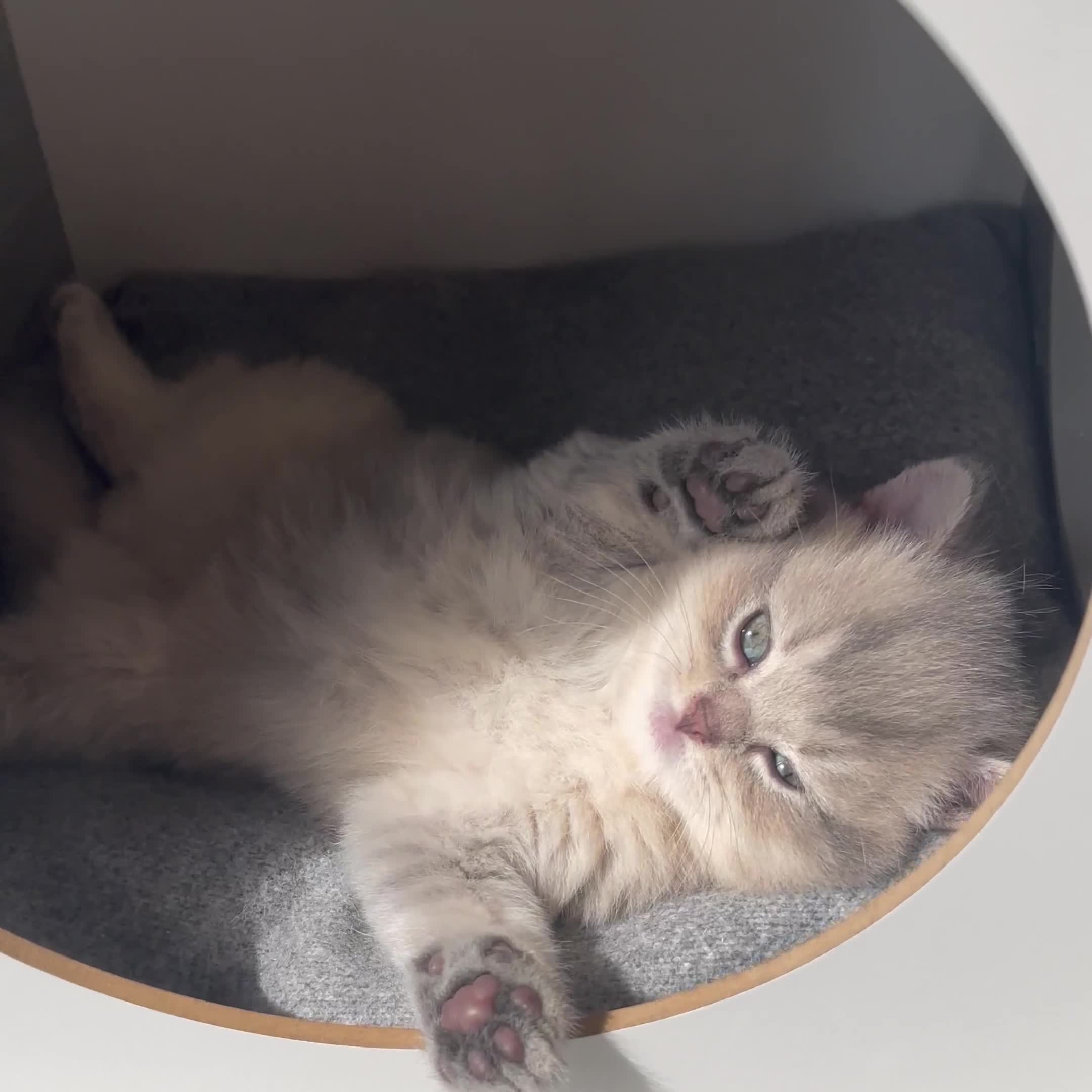 British Shorthair cats for sale: GCCF/TICA British Shorthair Champion line Kittens - Video 2