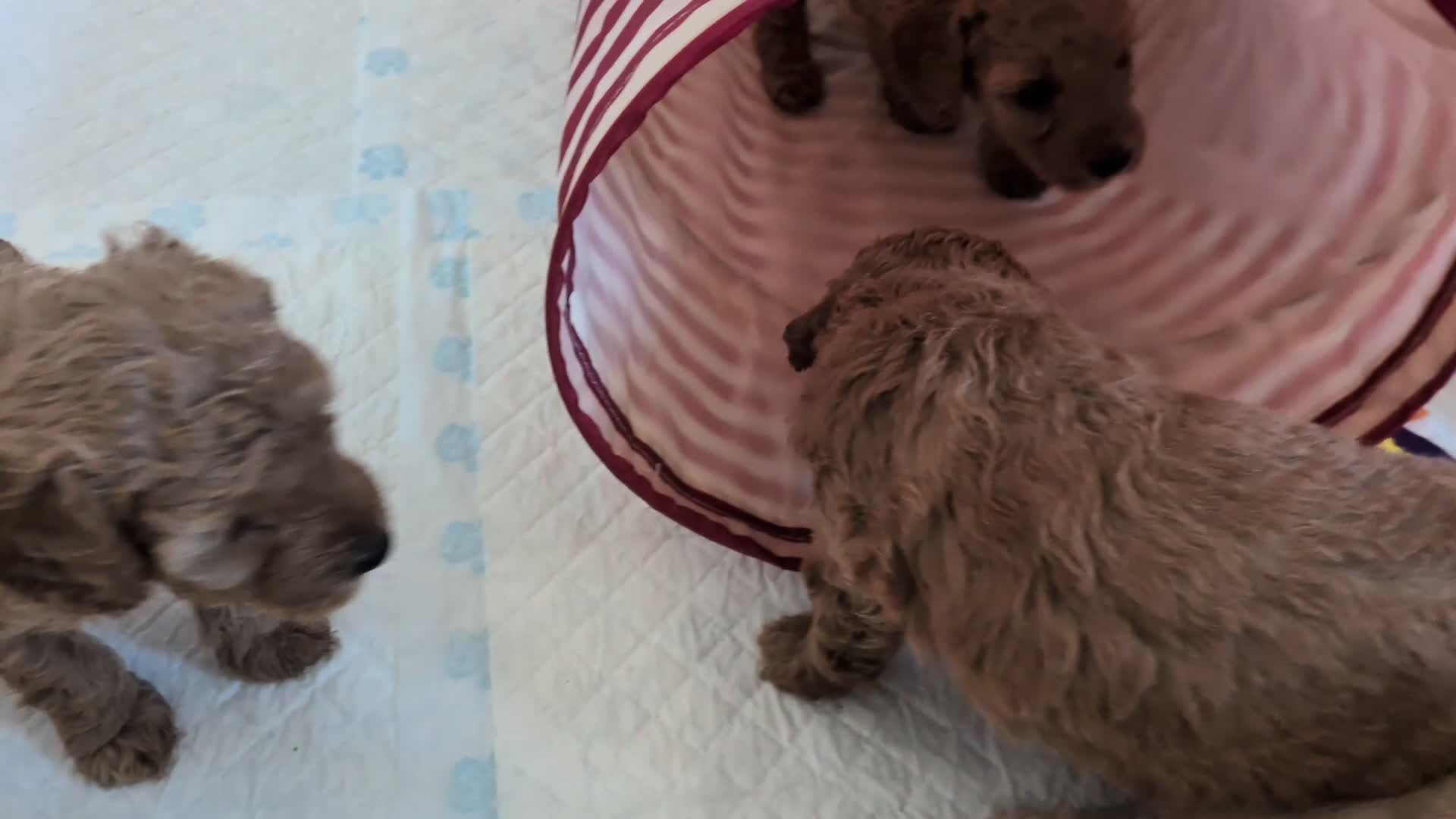 Miniature Poodle dogs for sale: KC Registered Red & Apricot Miniature Poodles - Video 2