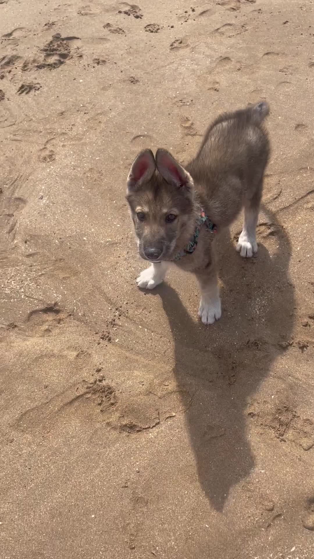 Shepsky dogs for sale: SHEPSKY MALE HUSKY GERMAN SHEPHERD CROSS MALE - Video 1