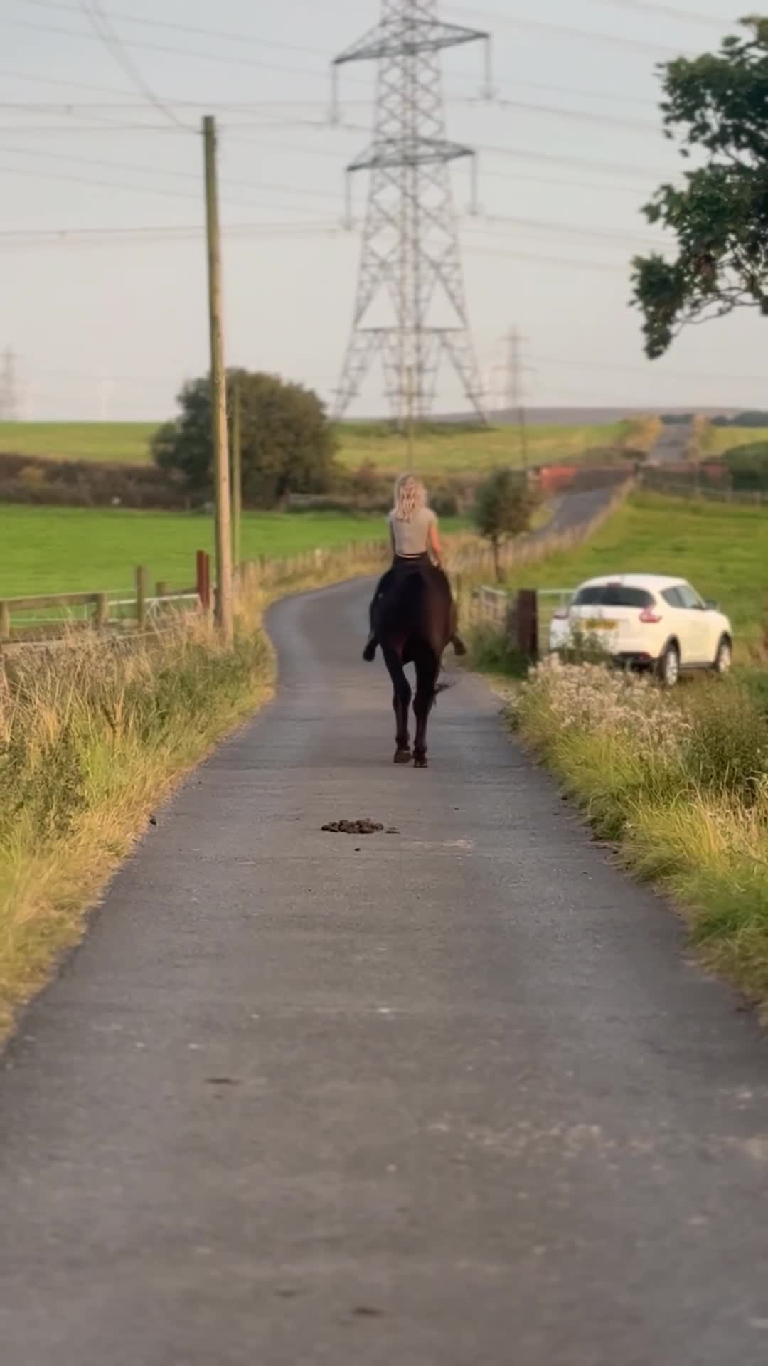 Irish Thoroughbred horses for sale: Thoroughbred and Dartmoor  - Video 2