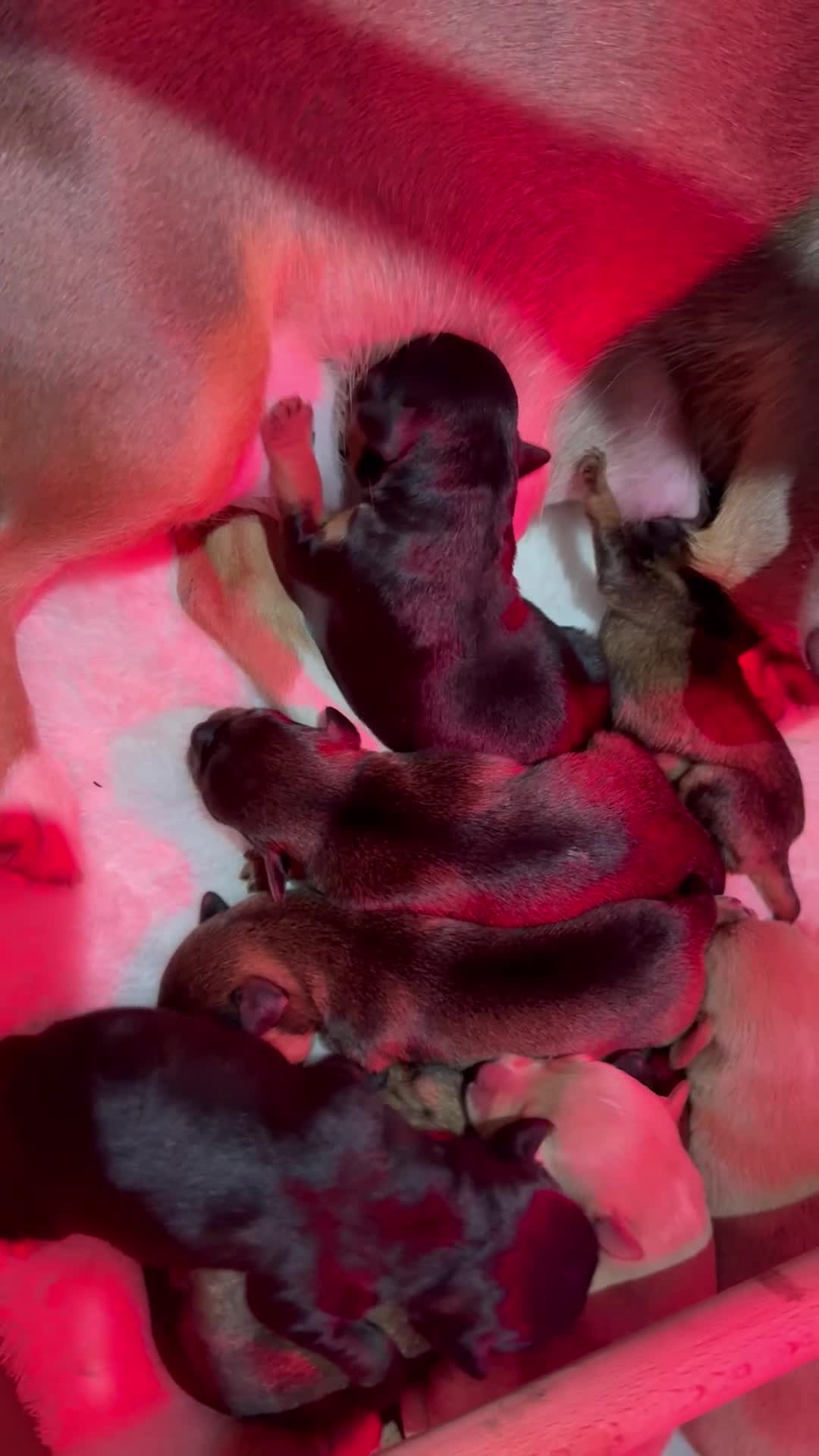 Jackapoo dogs for sale: Much Wenlock Jackapoo puppies - Rare & Special - Video 5