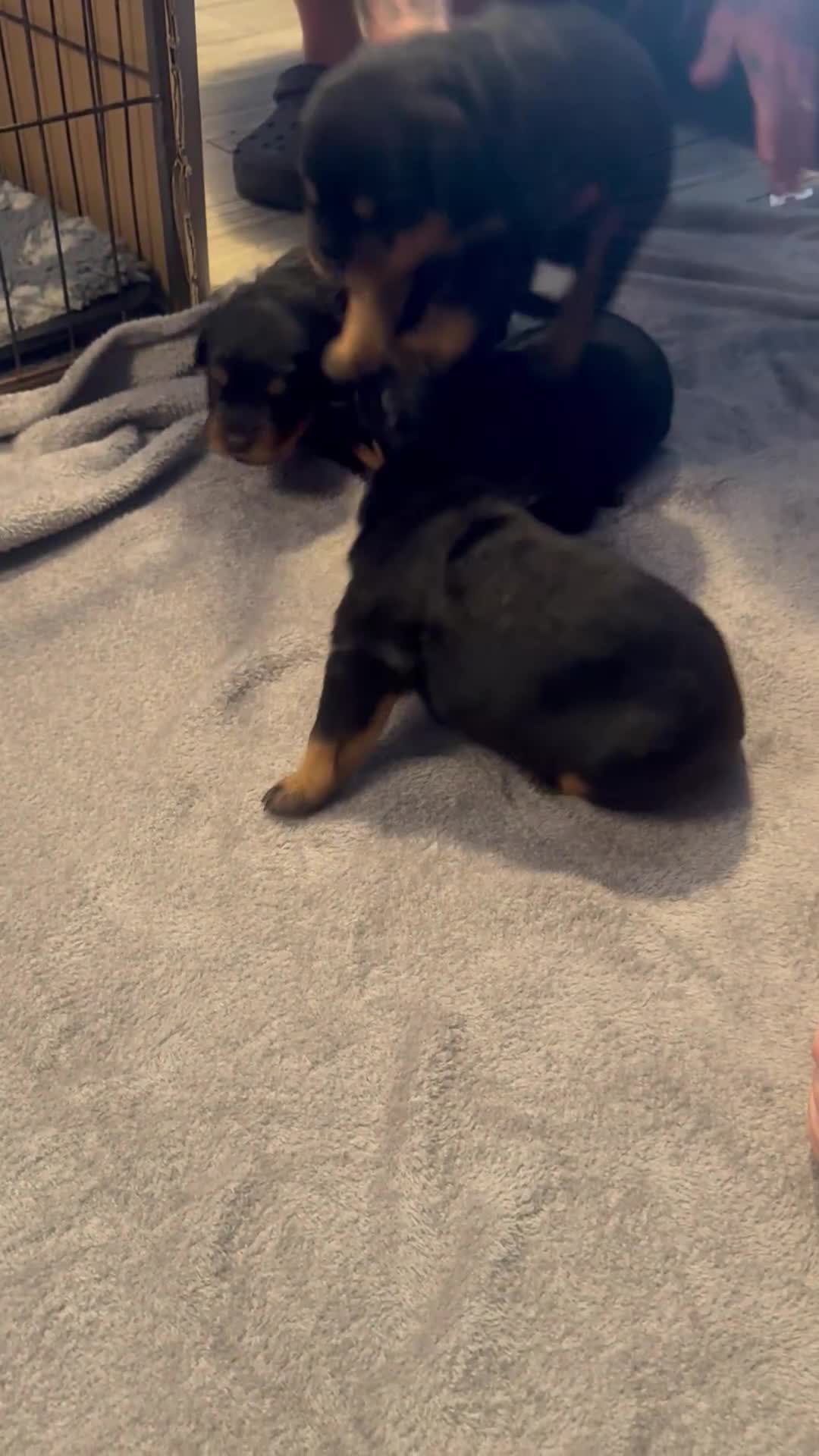 Rottweiler dogs for sale: STUNNING KC ROTTWEILER PUPPIES - Video 1