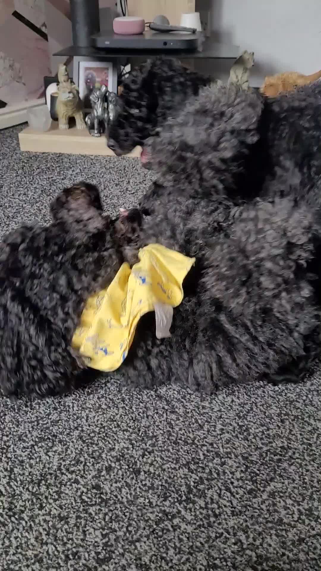 Newfypoo dogs for sale: Newfypoo F3b multi generation  - Video 3
