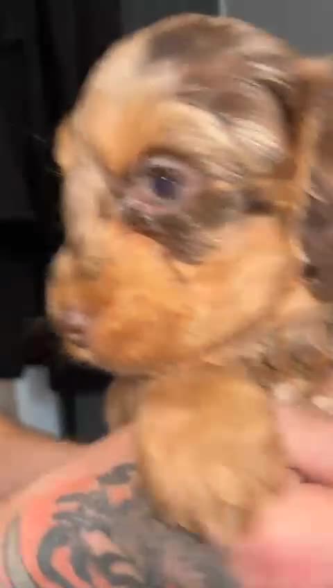 Cockapoo dogs for sale: 🩷 F1 Cockerpoo ready to go only 1 boy left  💙 - Video 2