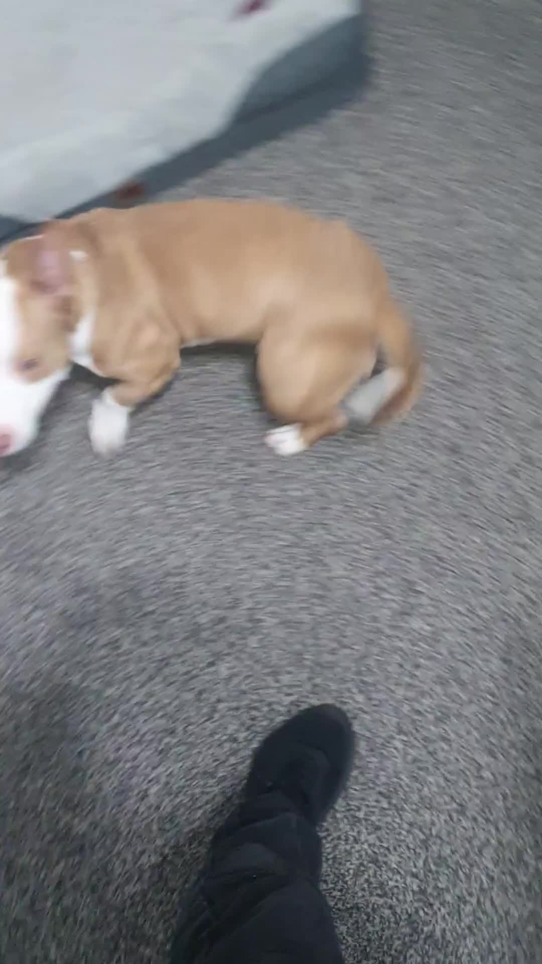 Mixed Breed dogs for sale: Staff x Jack Russell for sale  - Video 1