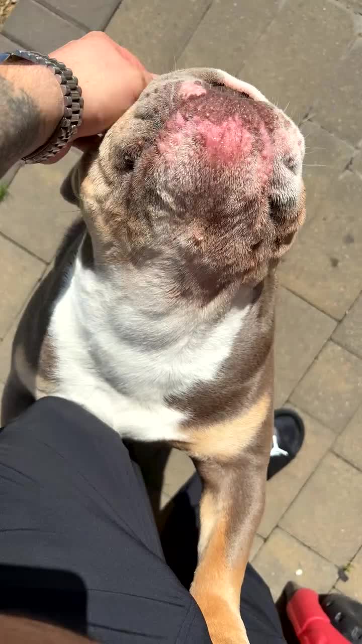 English Bulldog dogs for sale: British bulldog boy for sale - Video 1
