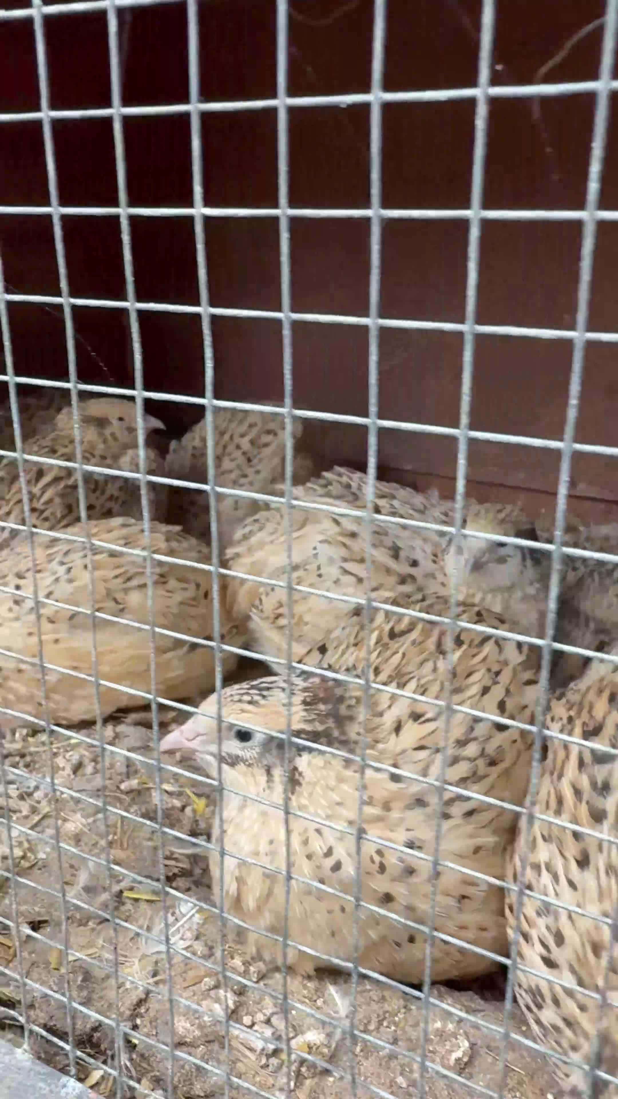 Quail poultry for sale: Japanese jumbo coturnix quails  in Luton - Video 1