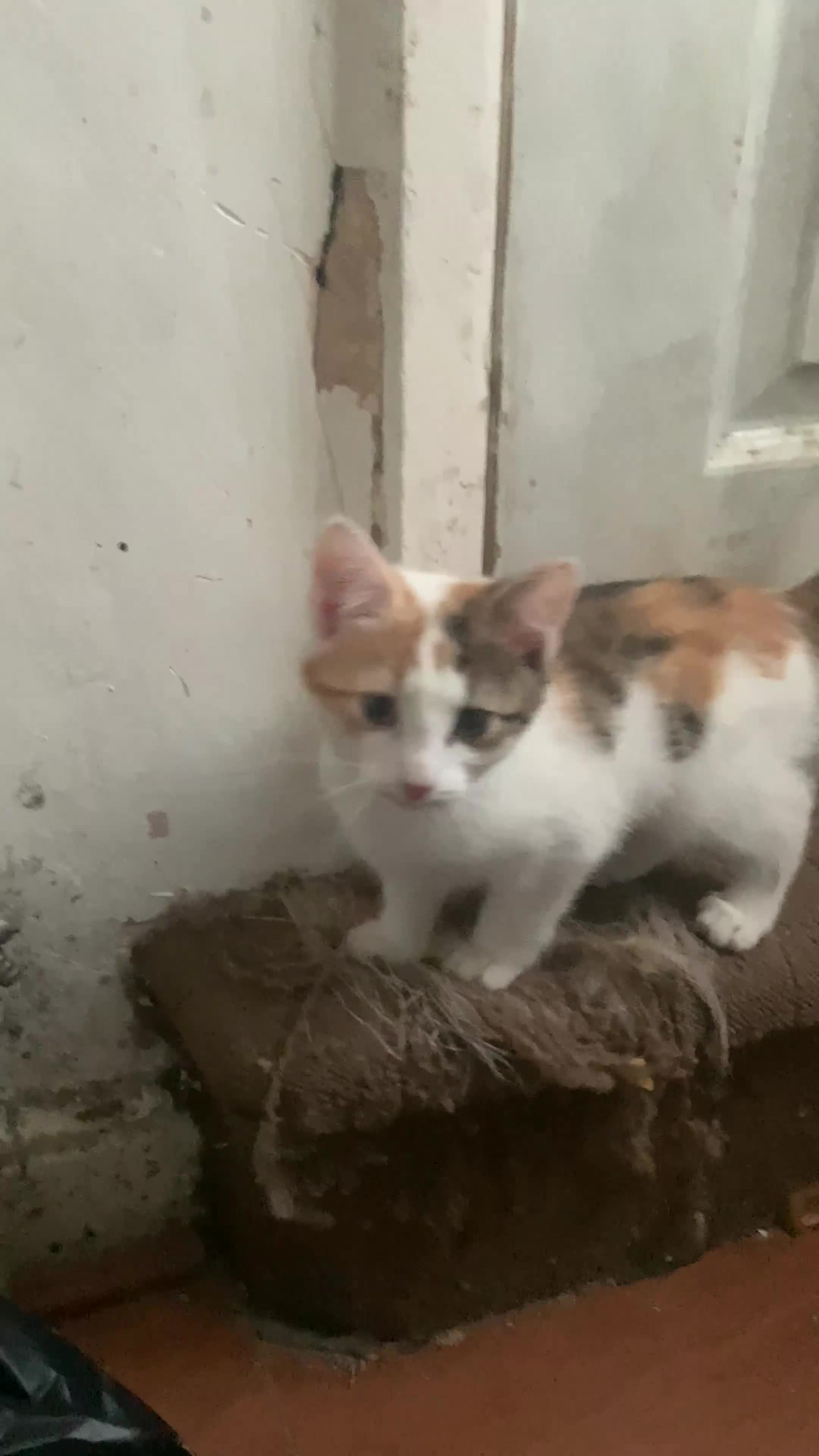 Brazilian Shorthair cats for sale: 1 female kitten ready to leave  - Video 1
