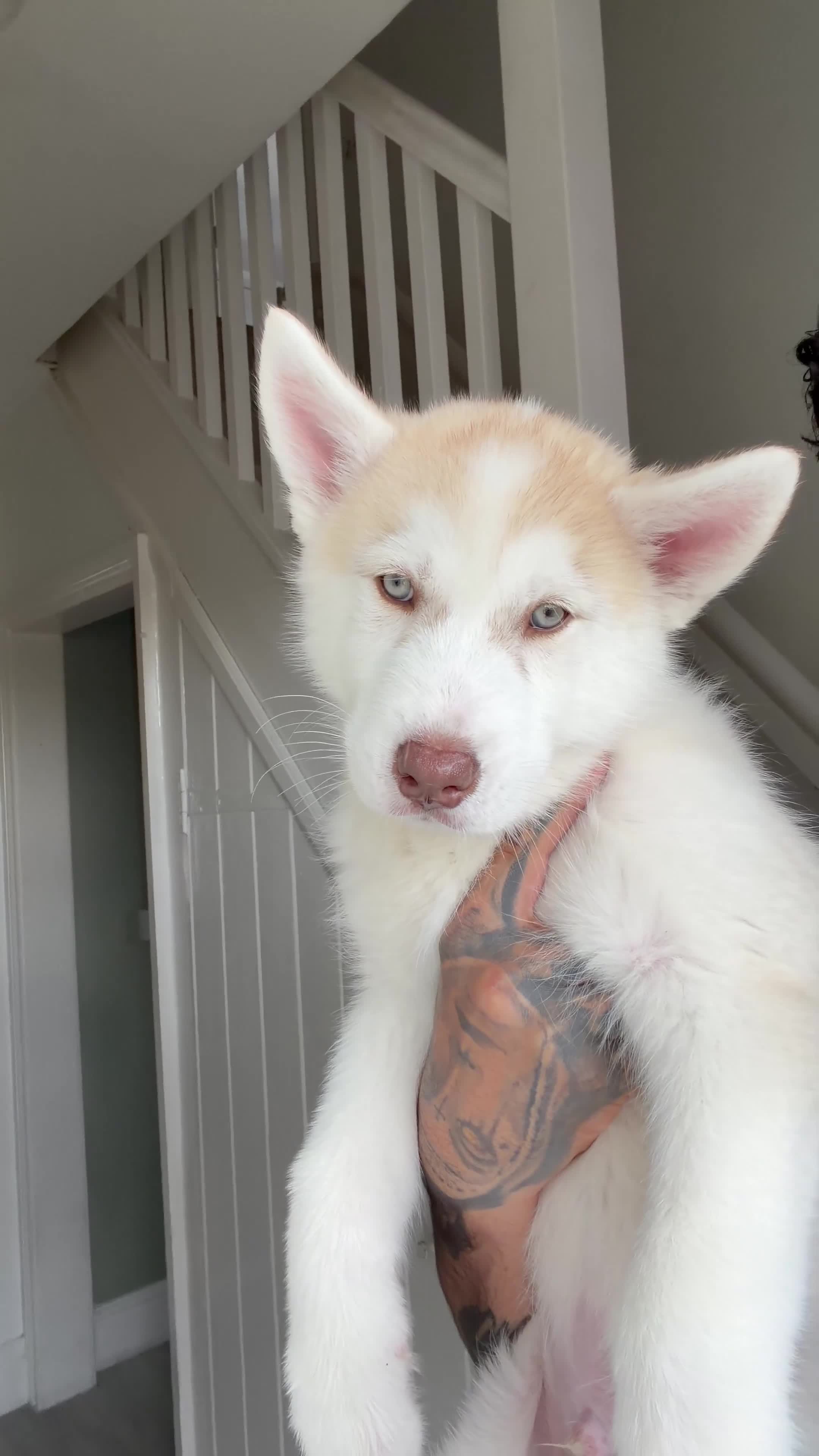 Siberian Husky dogs for sale: Siberian husky puppy - Video 1