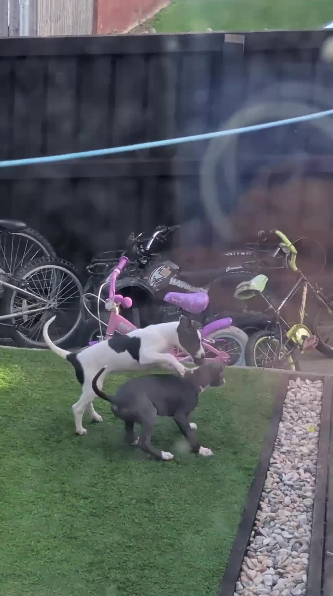 Mixed Breed dogs for sale: Black and white 3 quarter greyhound quarter bull  - Video 1