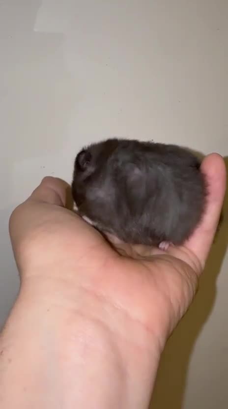 Hamster rodents for sale: Baby hamsters for sale - Video 1