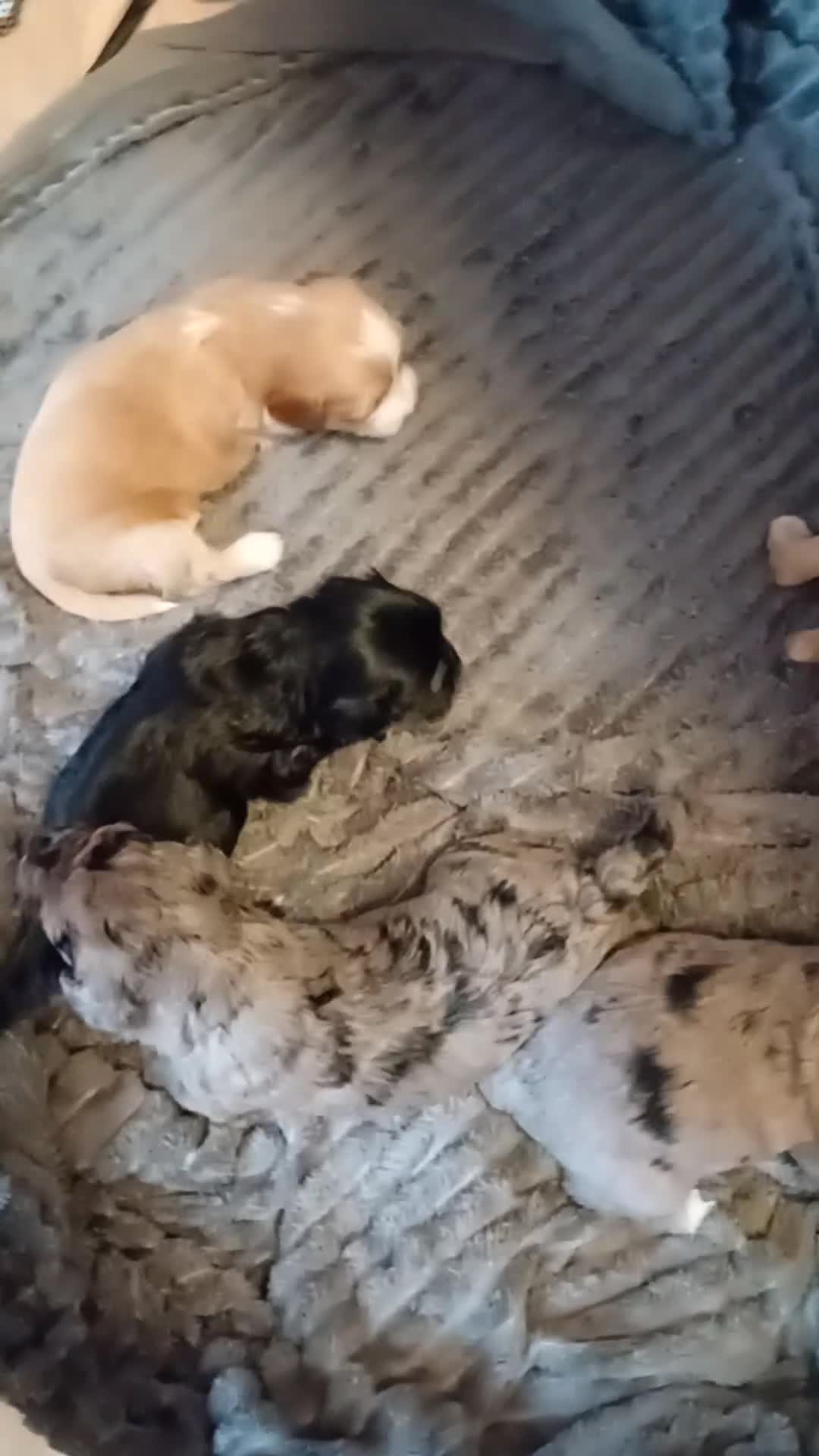 Shihpoo dogs for sale: Shipoo Puppies F1b's for sale  - Video 1