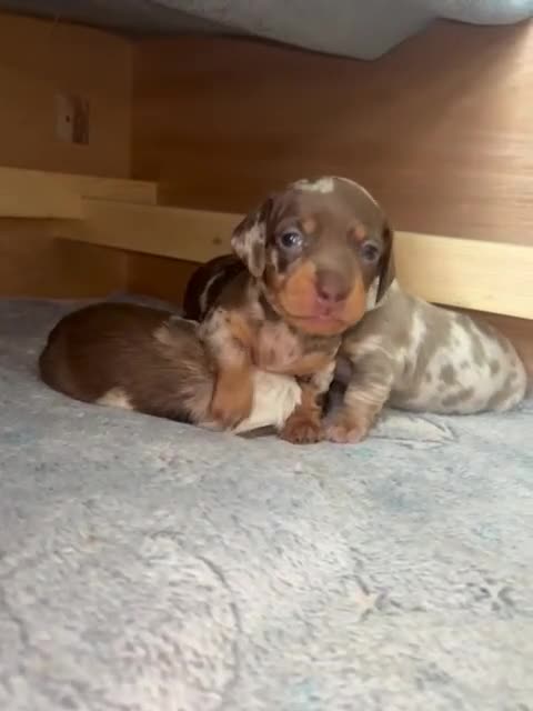 Miniature Dachshund dogs for sale: Puppies in Wirral - Video 1