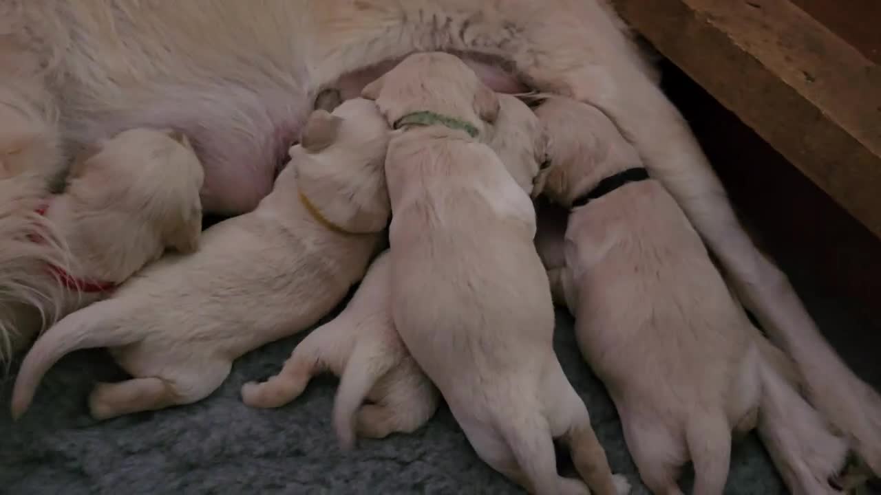 Golden Retriever dogs for sale: Beautiful KC Golden Retriever Puppies - Video 1