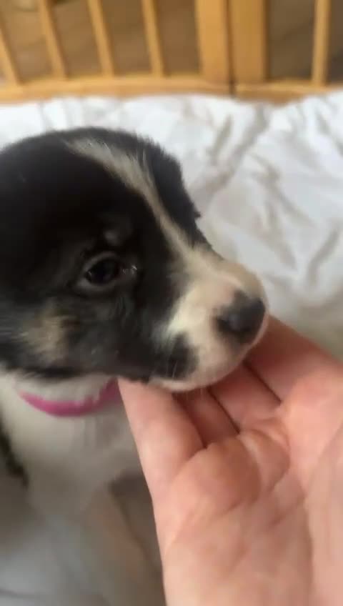 Border Collie dogs for sale: ✨ Last remaining border collie puppy ✨ - Video 2