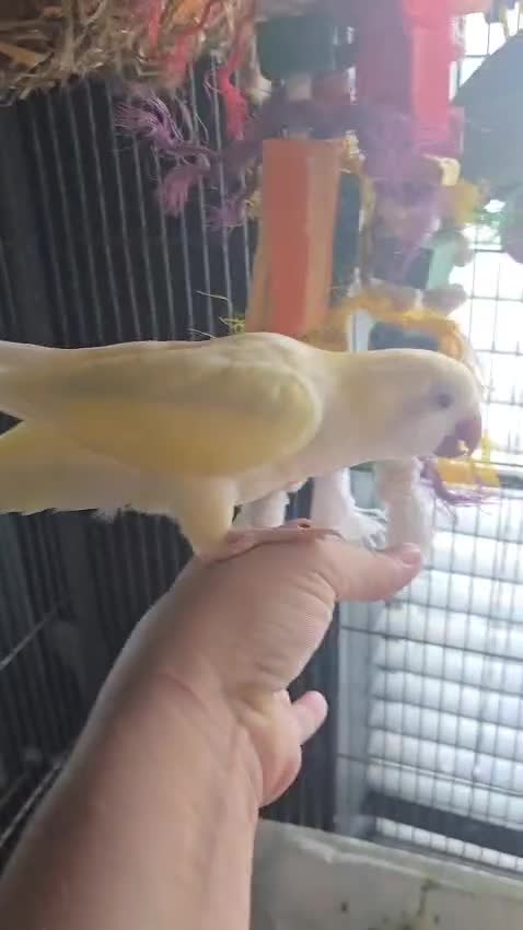 Parrots birds for sale: Proven bonded pair of hand tame quakcer parrots  - Video 3