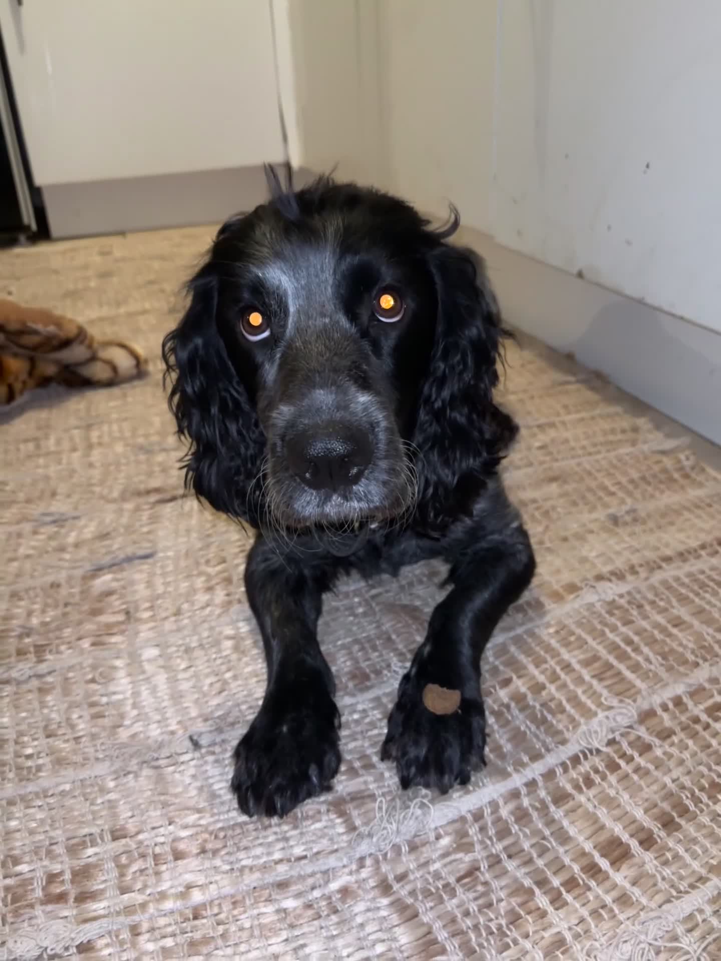 Cocker Spaniel dogs for sale: Scooby cocker spaniel - Video 1