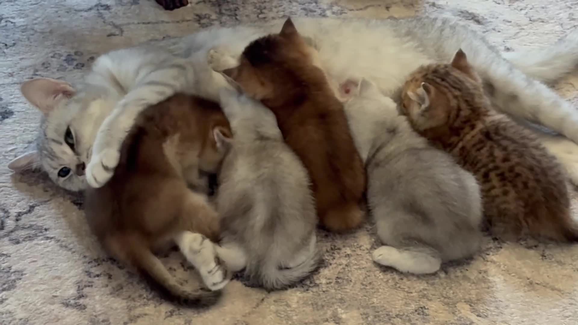 British Shorthair cats for sale: Exquisite confident silver/gold bsh kittens READY  - Video 1