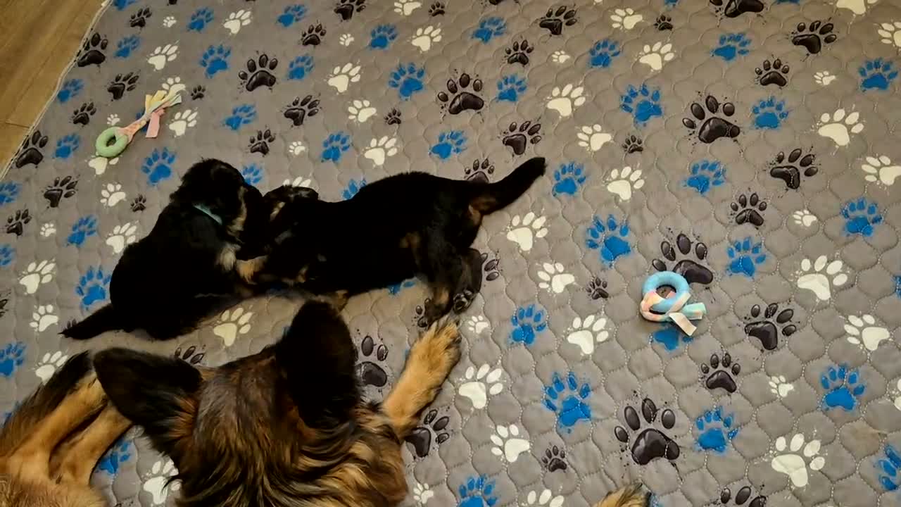 German Shepherd dogs for sale: Stunning GSD Puppies – KC Registered –  DM Clear - Video 1