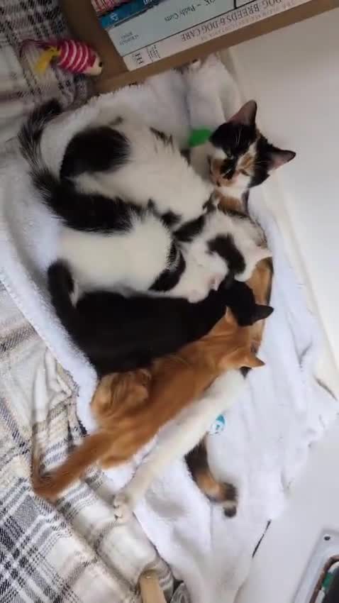 Mixed Breed cats for sale: Beautiful healthy kittens 😍😍 - Video 1