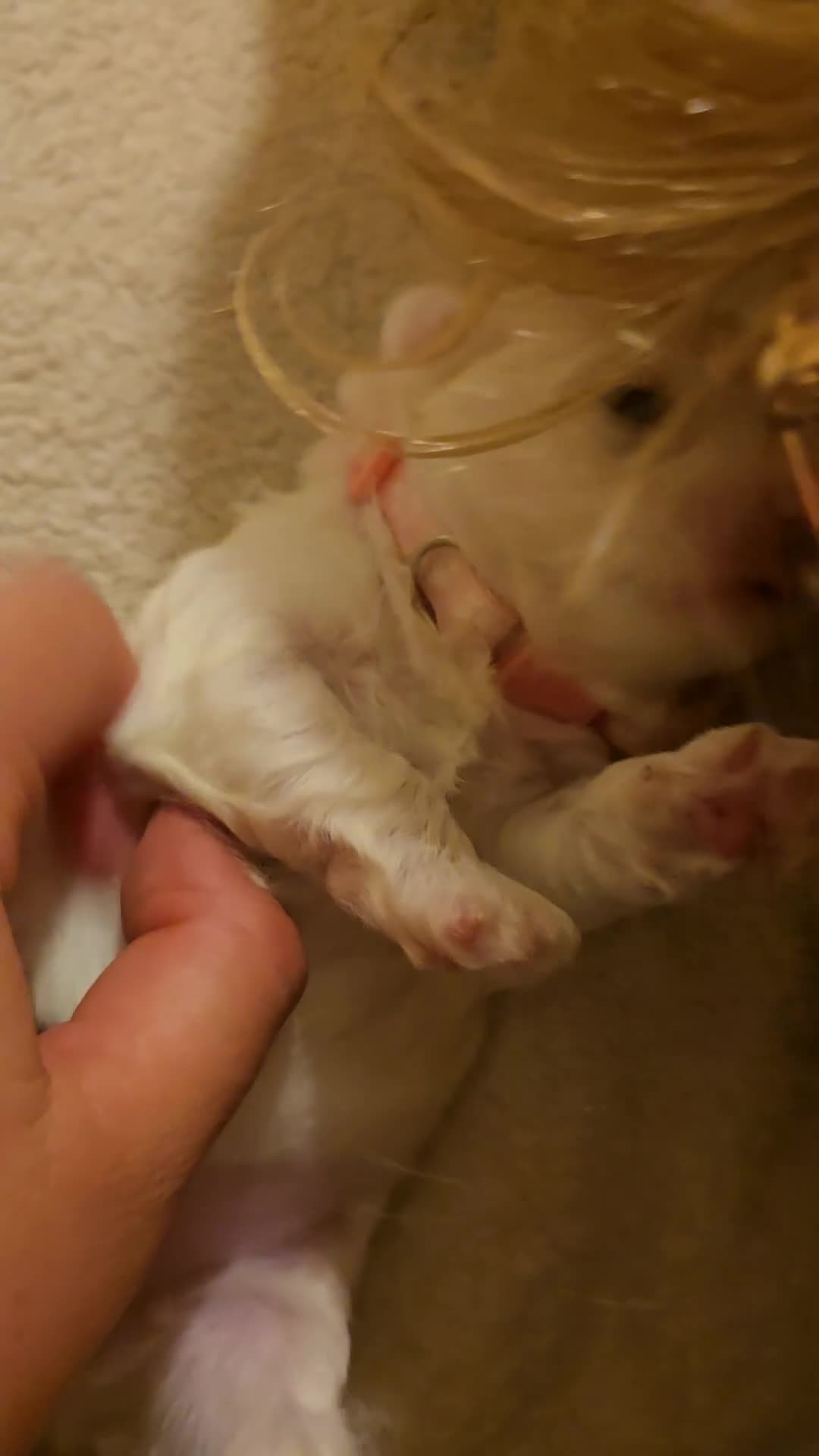 Maltese dogs for sale: 4 maltese girls ready to leave in 2 weeks! - Video 1