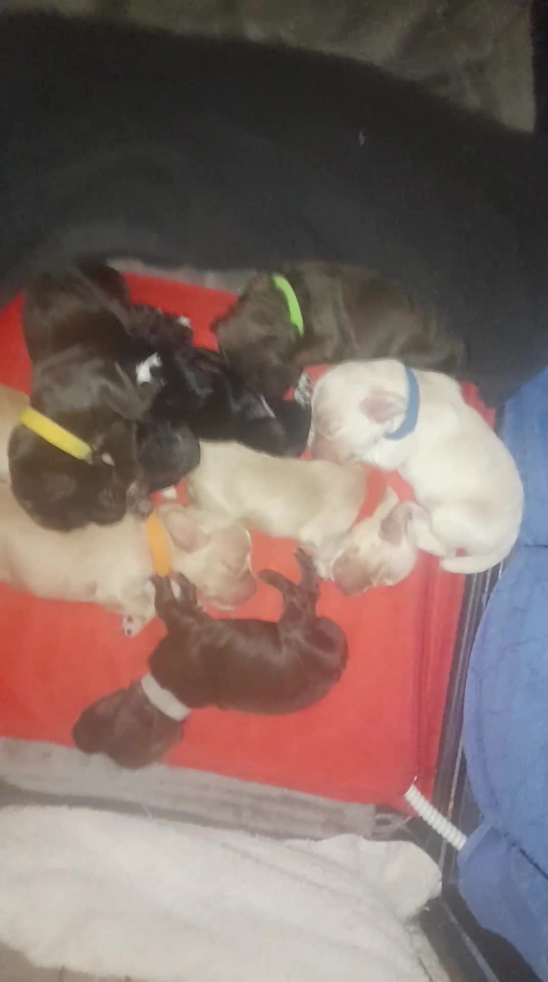 Cocker Spaniel dogs for sale: Stunning working cocker spaniel puppys - Video 1