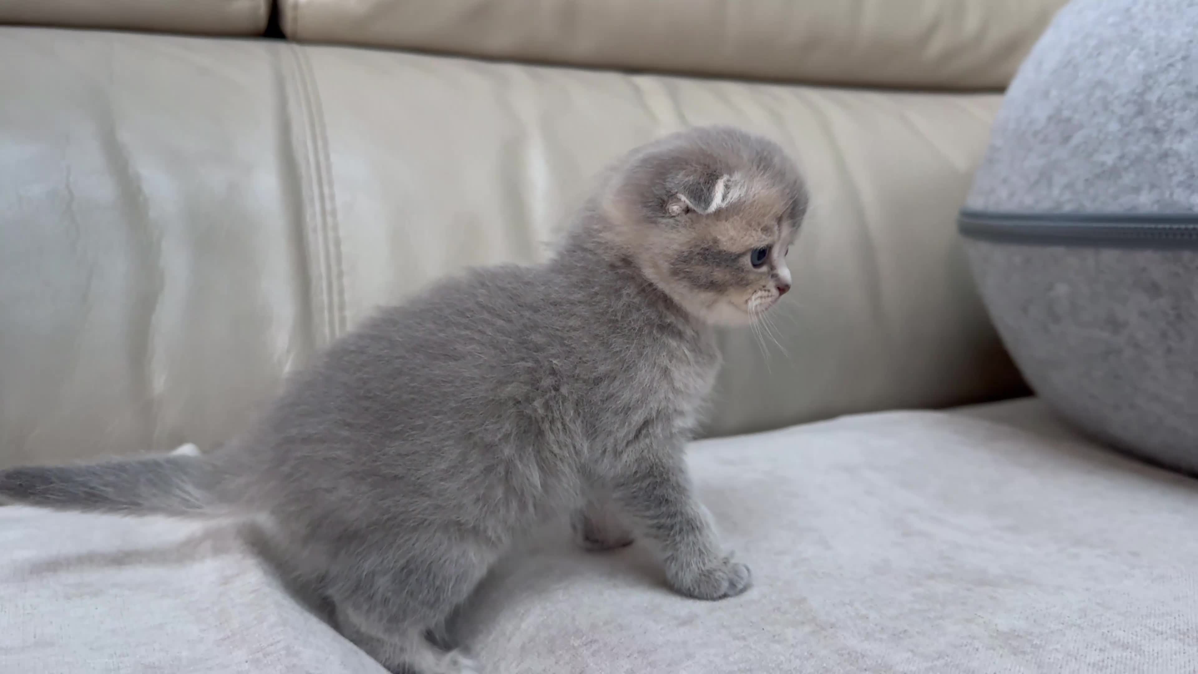 Scottish Fold cats for sale: Tica Scottish fold kittens - Video 2
