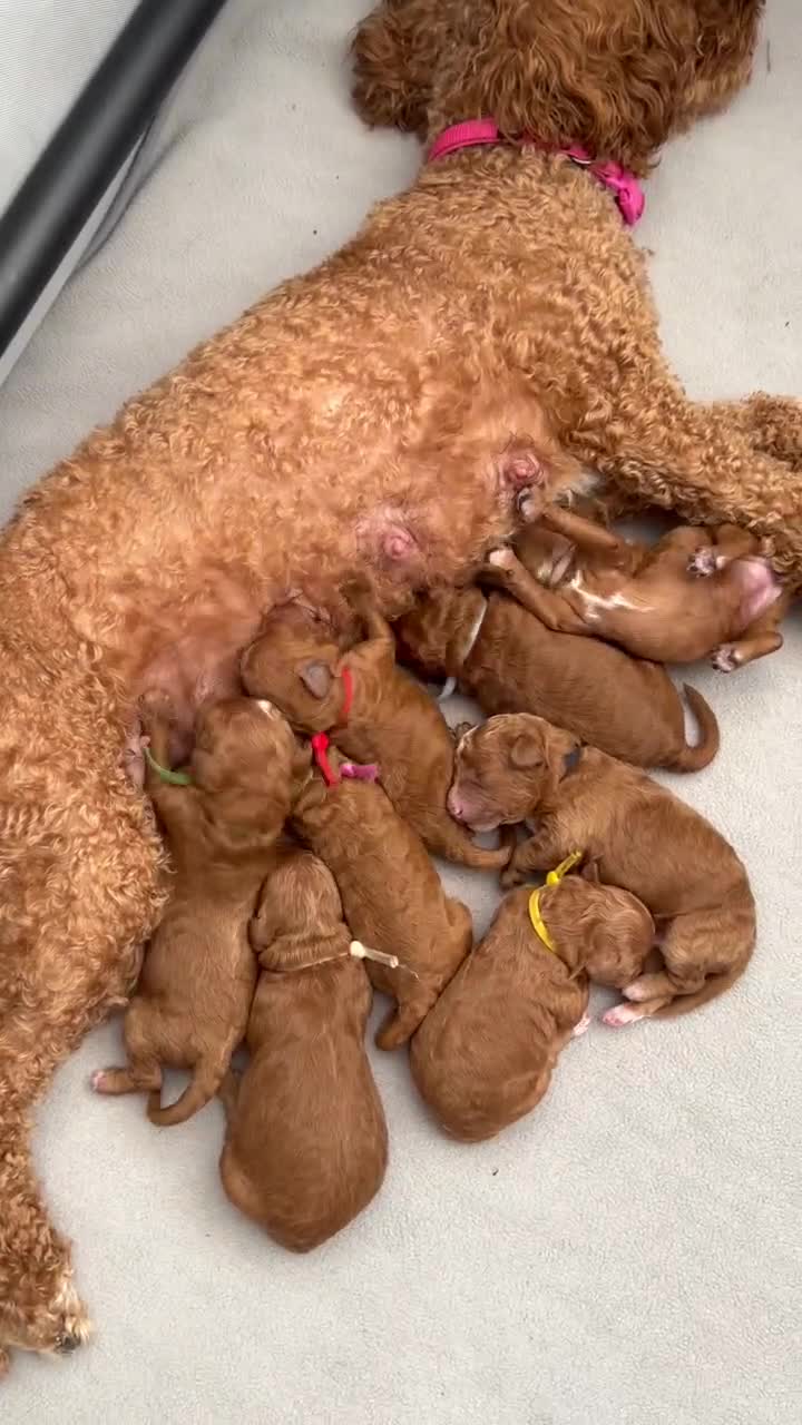 Cavapoo dogs for sale: F1bb toy cavapoo - Video 1
