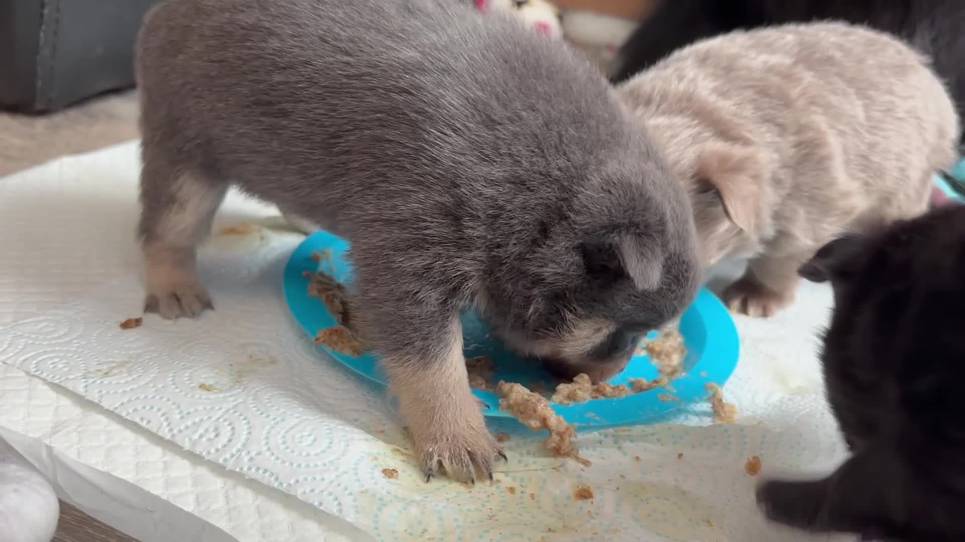 Pomchi dogs for sale: Primrose’s precious pomchi babies - Video 3