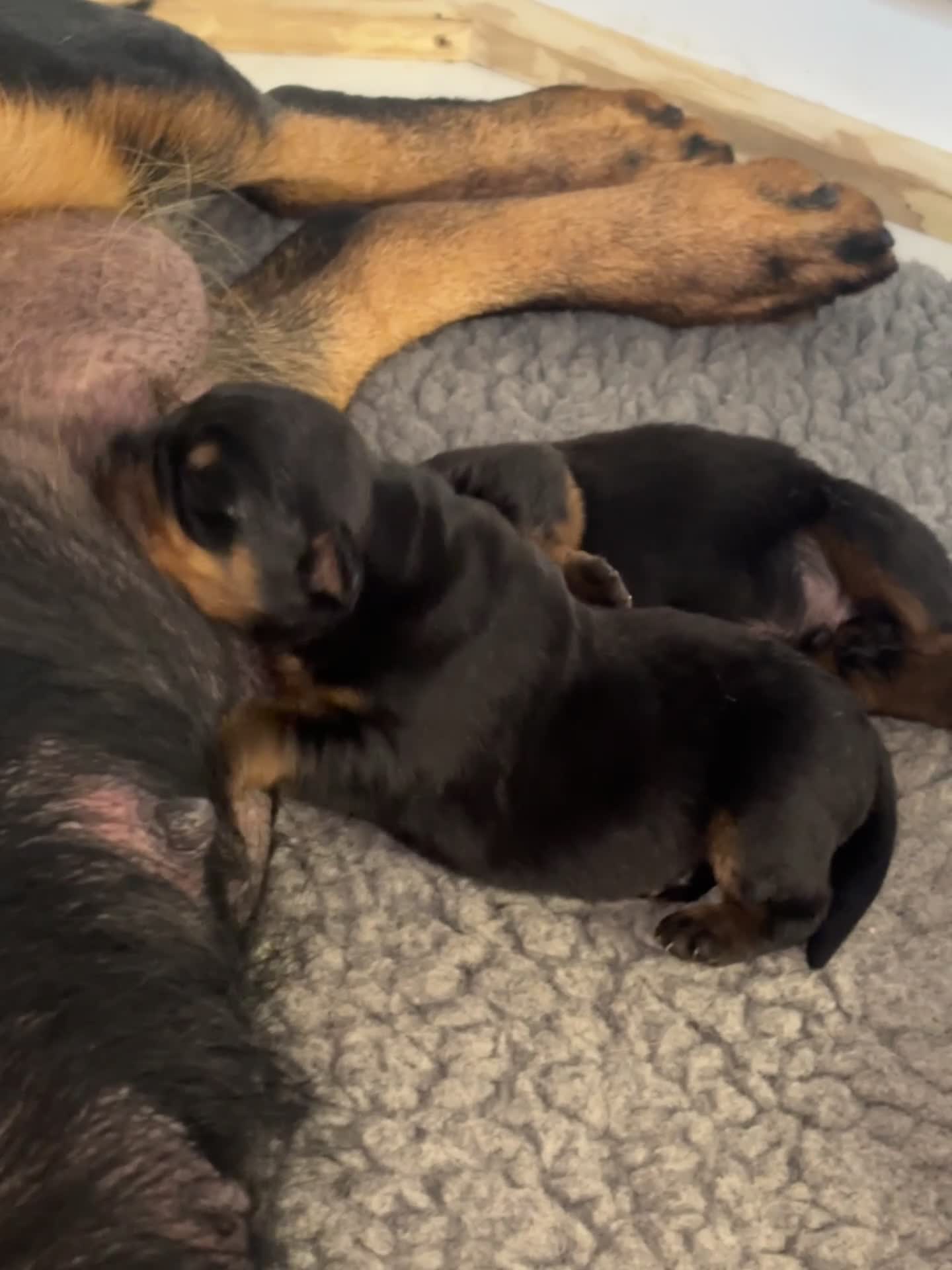 Rottweiler dogs for sale: Rottwieler pups kc registered - Video 2
