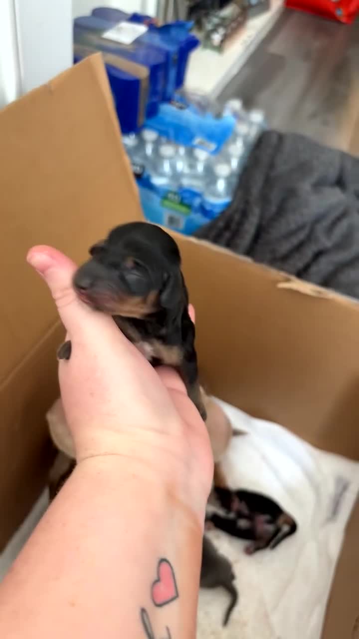 Dachshund dogs for sale: 2 male dachshund available for loving homes - Video 1