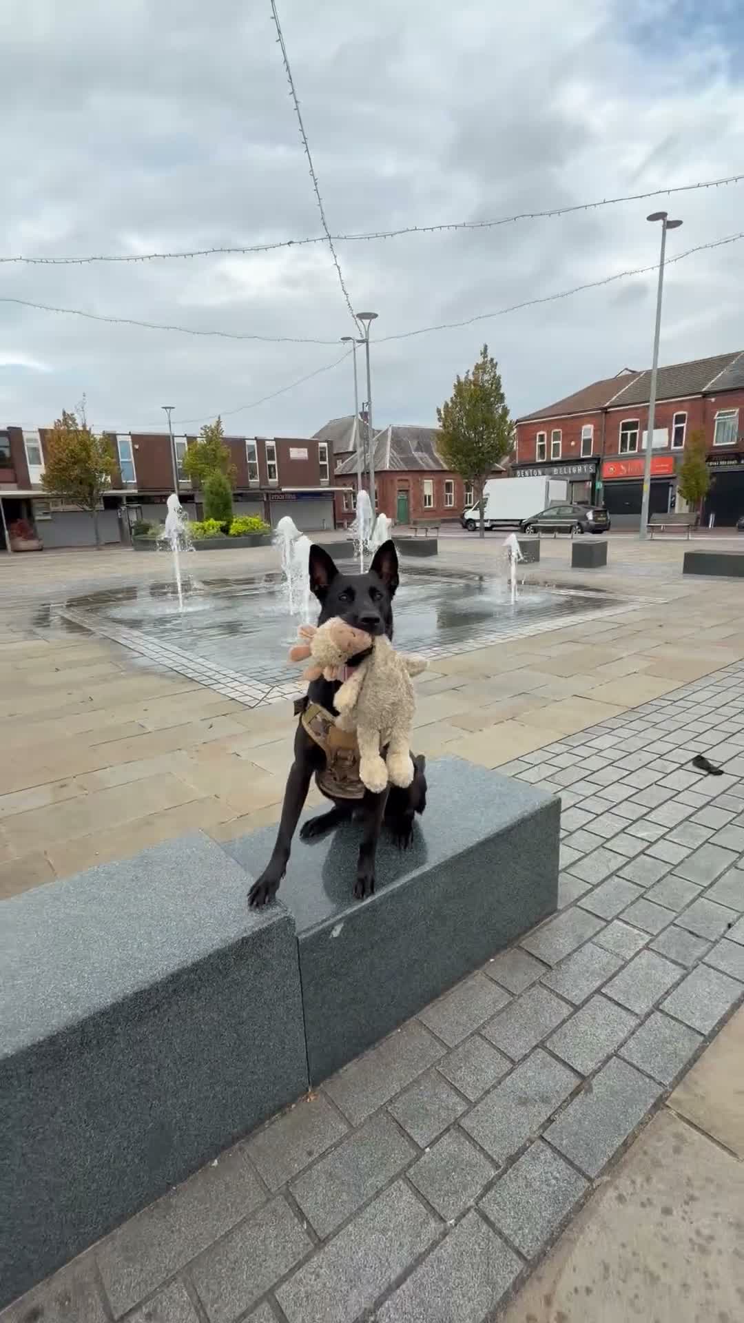 Mixed Breed dogs for sale: 🐾🖤 BELGIAN MALINOIS × BLUE LABRADOR PUPPIES 🖤🐾 in Manchester - Video 2