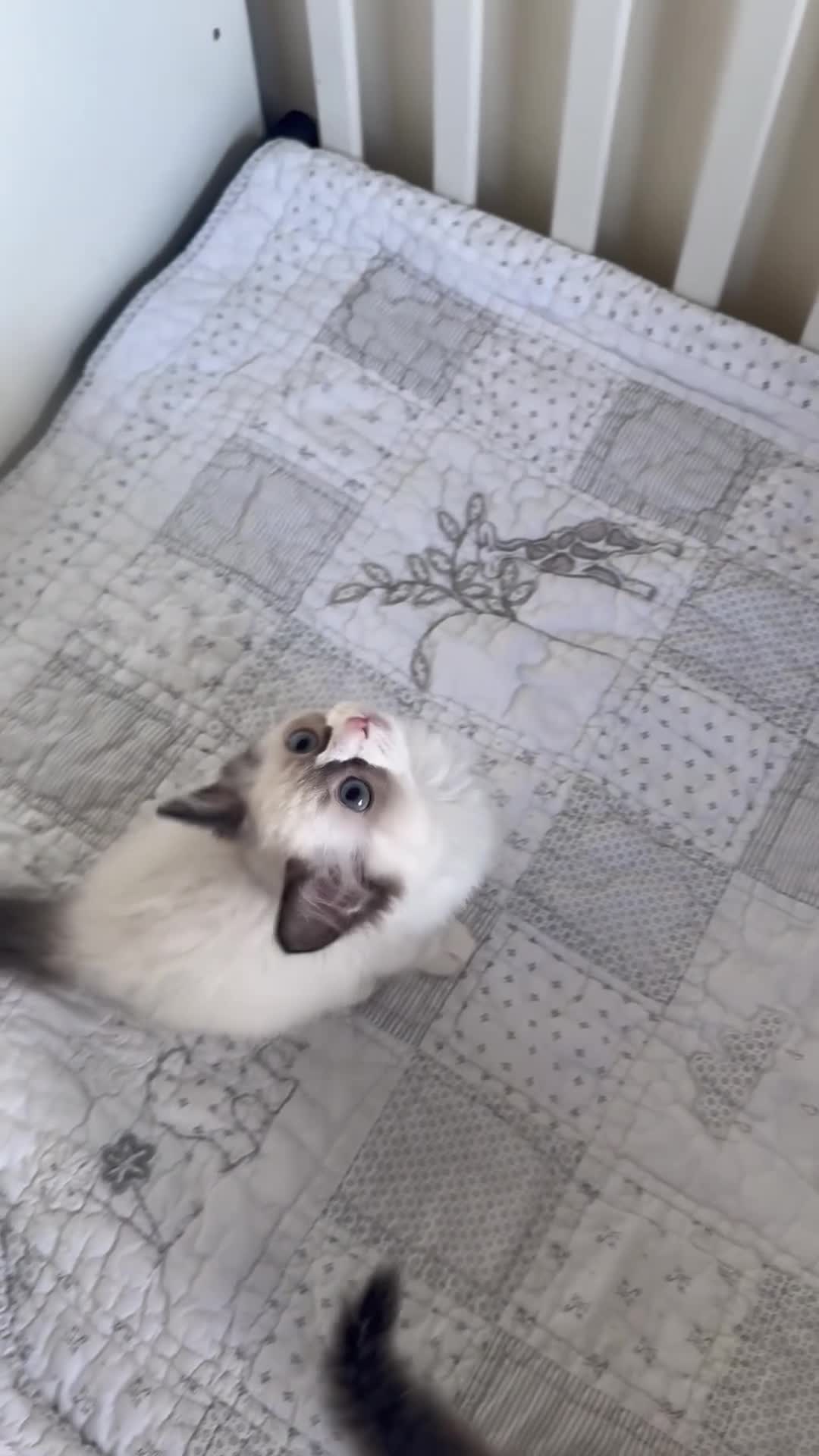Ragdoll cats for sale: One last bicolour boy is still available  - Video 1
