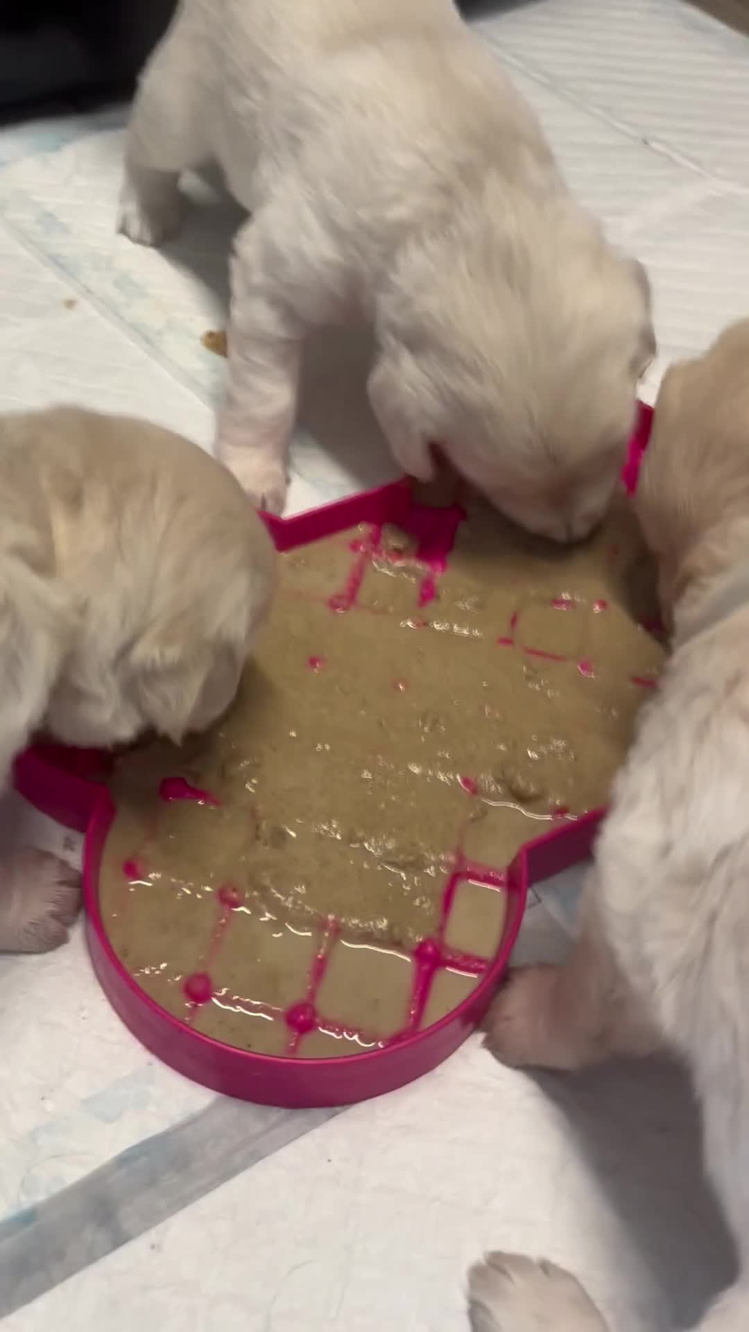 Golden Retriever dogs for sale: Beautiful litter of golden retrievers  - Video 1