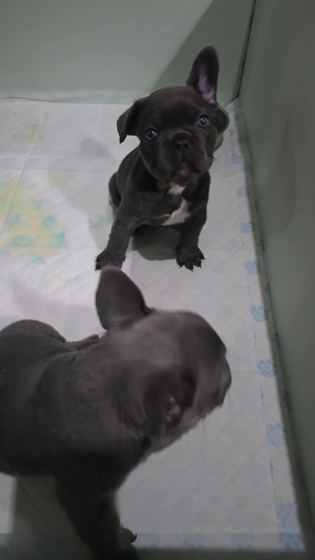 French Bulldog dogs for sale: 2x Male French Bulldogs For Sale - Video 1