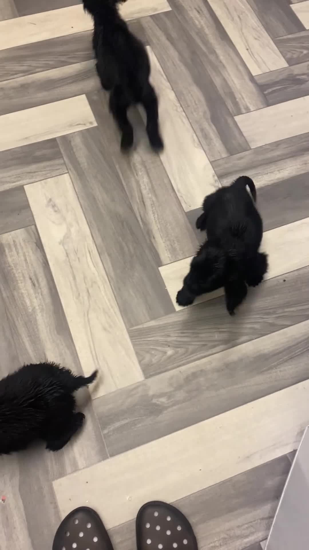 Cocker Spaniel dogs for sale: Show type - Video 1