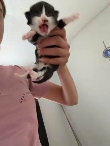 Scottish Fold cats for sale: there’s 3 for sale  - Video 2