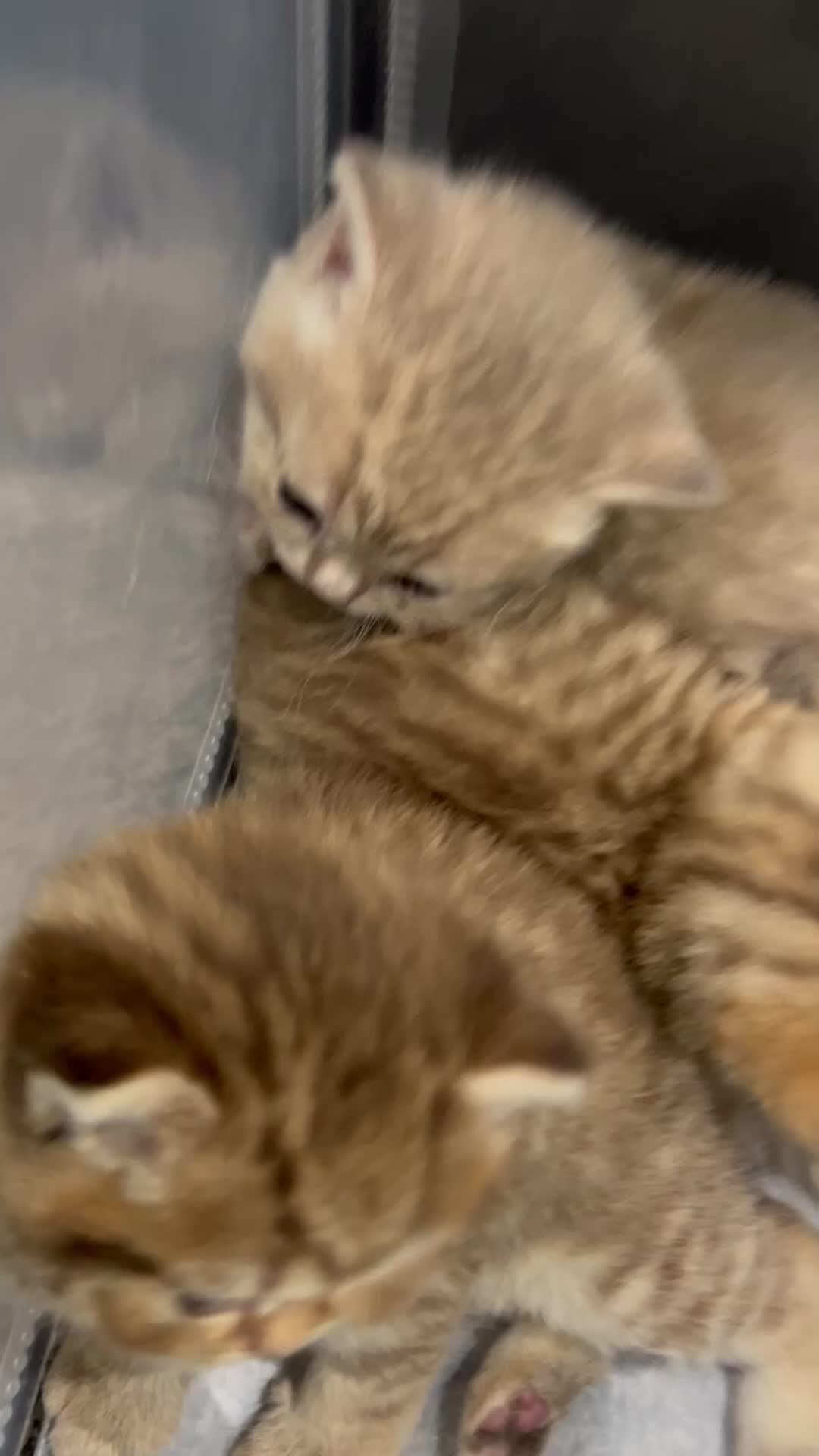 British Shorthair cats for sale: Gorgeous British shorthair kittens  - Video 4