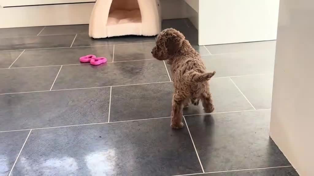 Miniature Poodle dogs for sale: Stunning Miniture Poodles - Video 1
