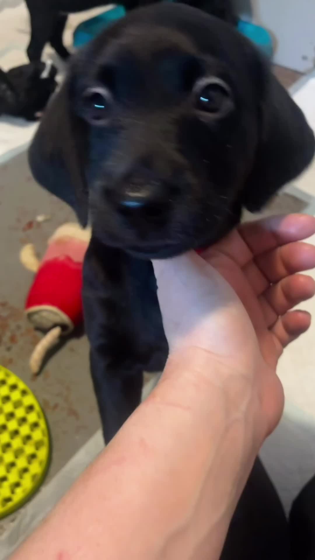 Labrador Retriever dogs for sale: 2 girls 1 boy left ready for their forever homes - Video 2