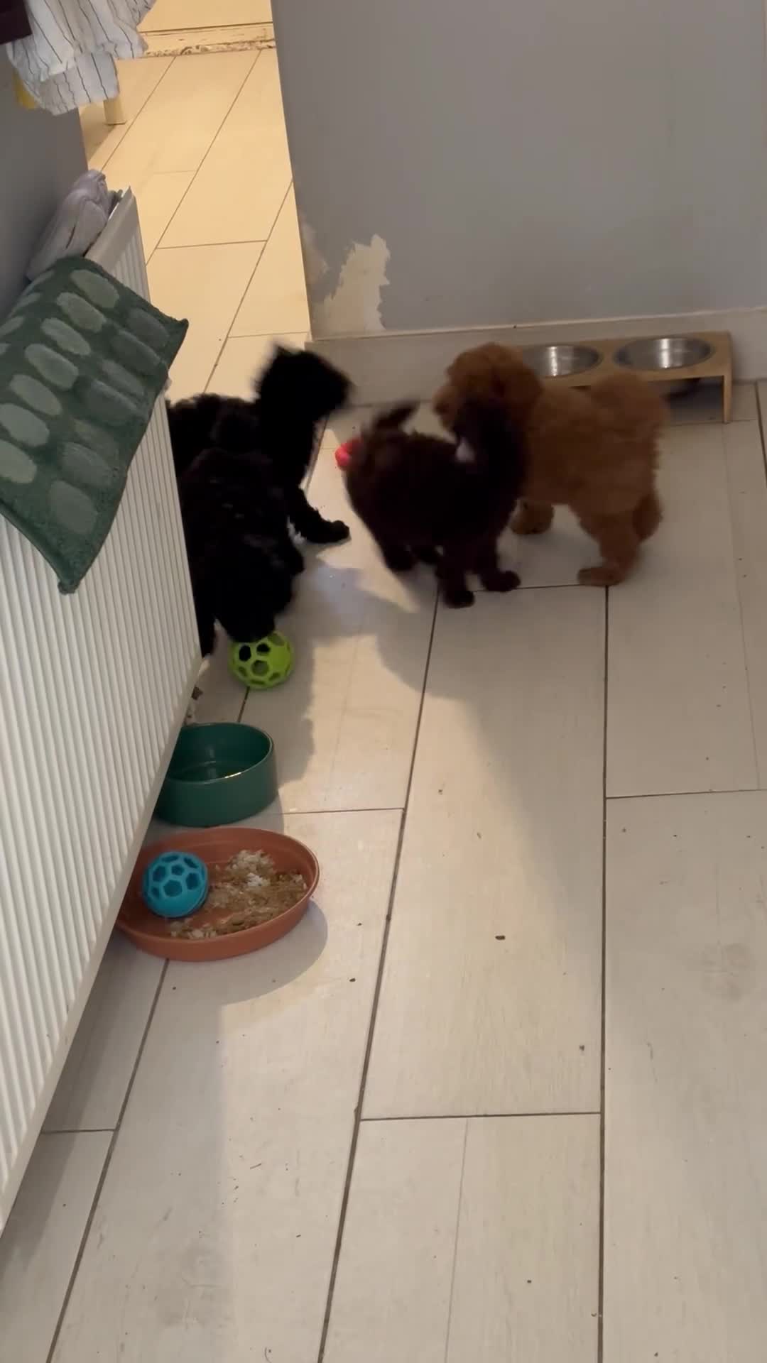 Toy Poodle dogs for sale: Beautiful hypoallergenic Toy poodle pups - Video 1