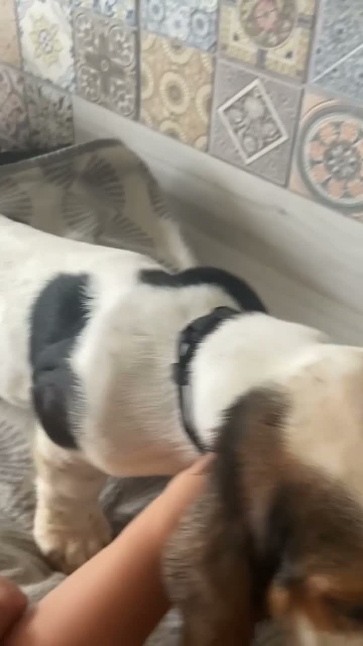 Basset Hound dogs for sale: Now Ready for New Forever Homes - Video 3