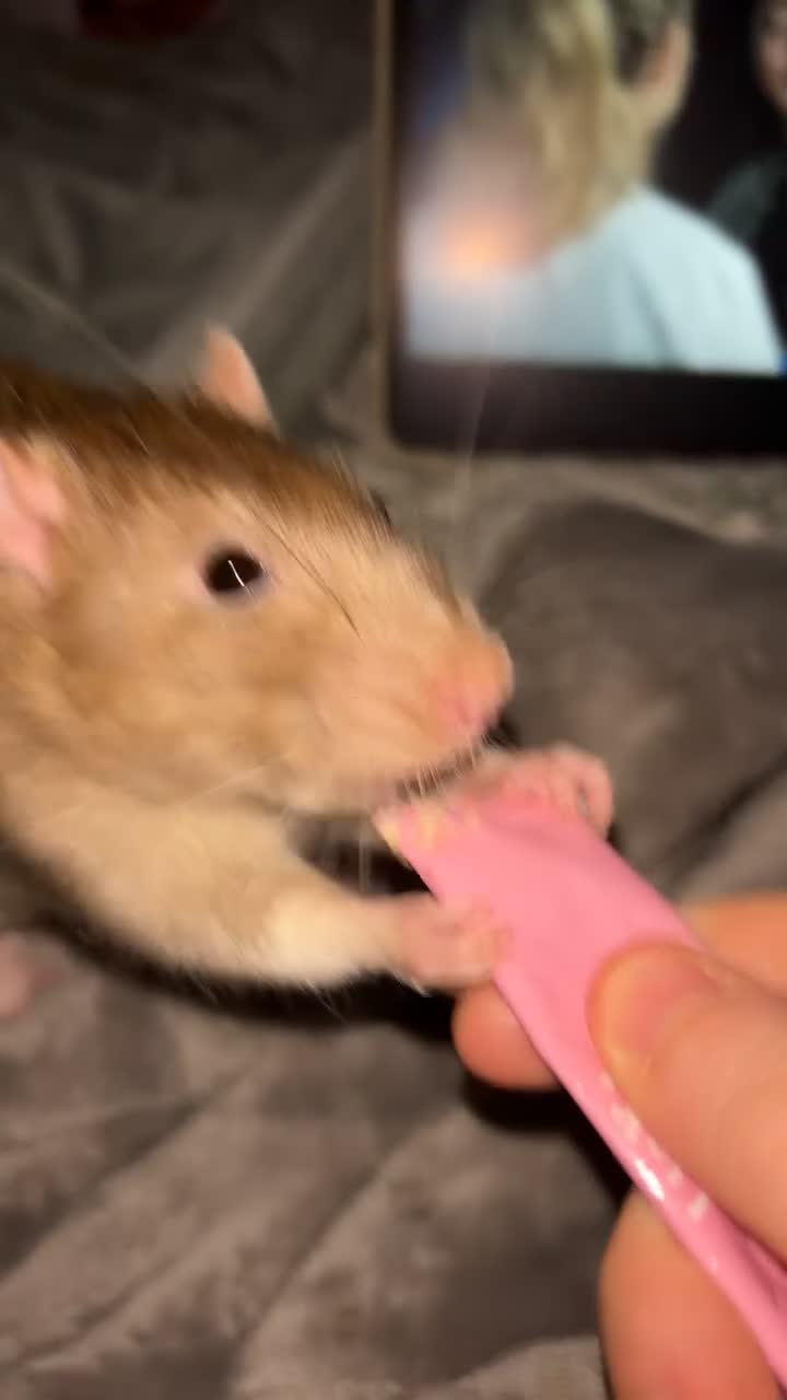 Rat rodents for sale: Two males for rehoming in Plymouth - Video 3