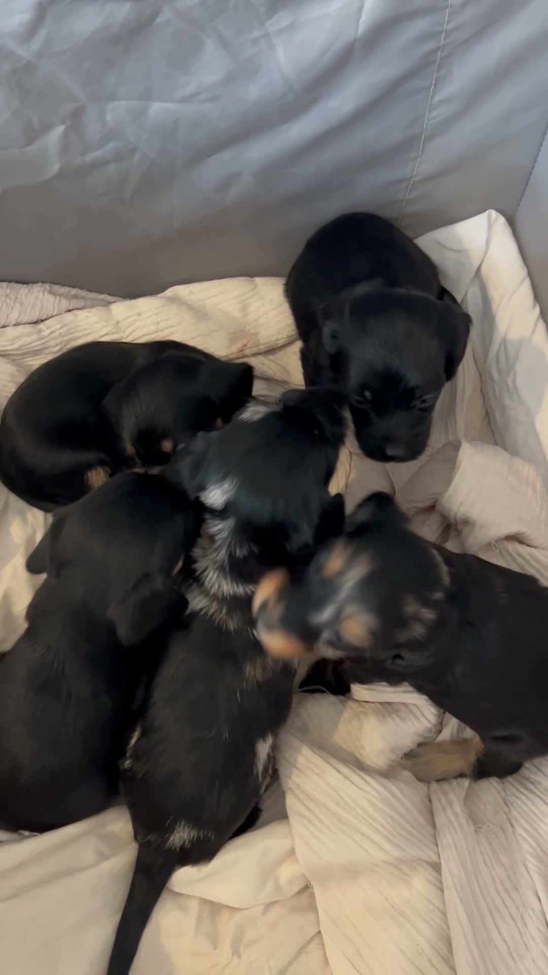 Mixed Breed dogs for sale: Doxiepoo puppies  - Video 4