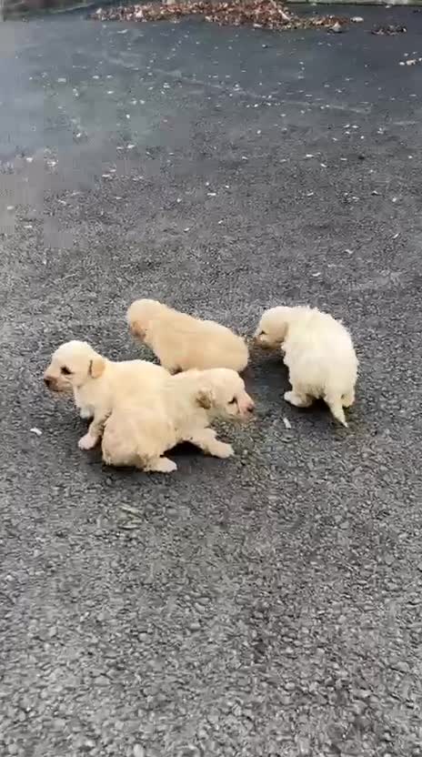 Toy Poodle dogs for sale: Toy Poodle Pups with Lovely Temperaments - Video 1