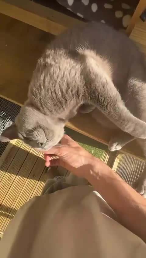 Russian Blue cats for sale: Gorgeous Championship Russian blue kittens  - Video 1