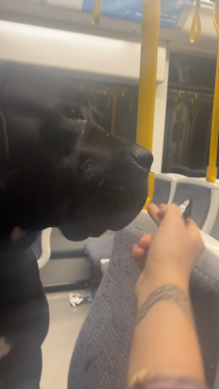 Cane Corso dogs for sale: Cane Corso  - Video 1